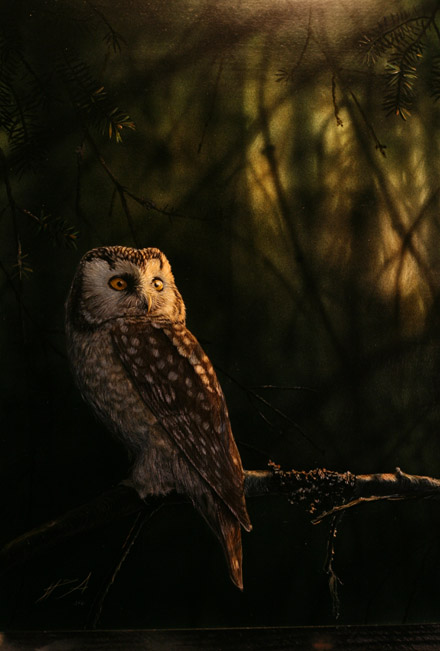 Helmip�ll� Tengmalm's Owl Aegolius funereus