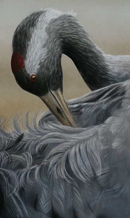 Kurki Common Grane Grus grus