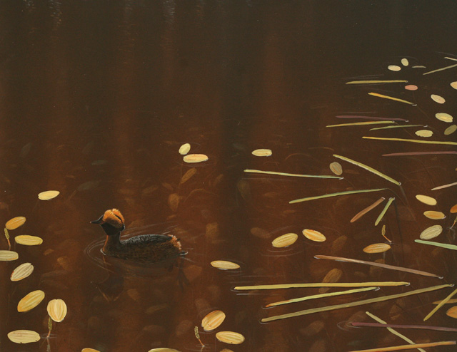 Mustakurkku-uikku Slavonian Grebe Hornet Grebe Podiceps auritus