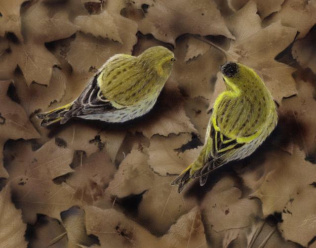Vihervarpunen Eurasian Siskin Carduelis spinus