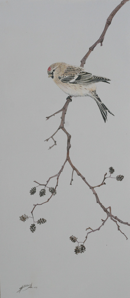 Tundraurpiainen Arctic Redpoll Carduelis hornemanni