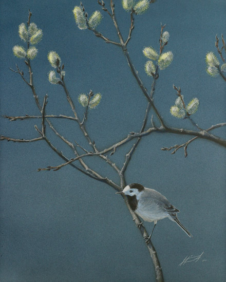 V�st�r�kki White Wagtail Motacilla alba