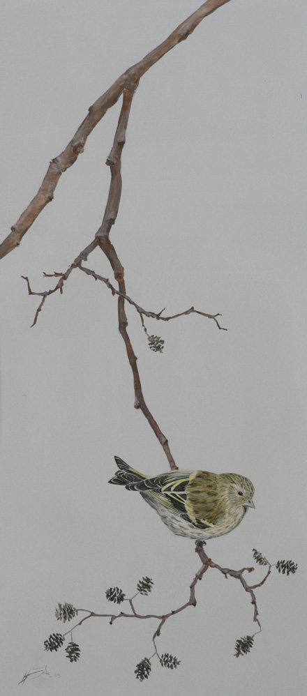 Vihervarpunen Eurasian Siskin Carduelis spinus
