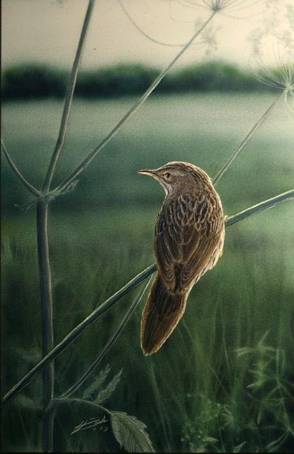 Viirusirkkalintu Lanceolated Warbler Locustella lanceolata