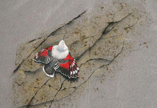 kalliokiipijä,wallcreeper,haori