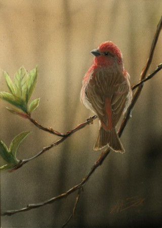 rosefinch, punavarpunen, Hanna Aalto