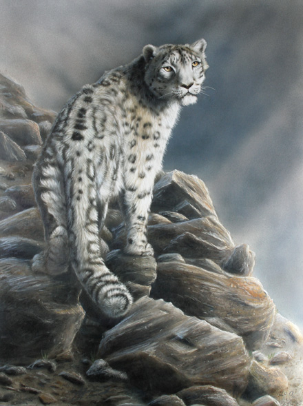 snow leopard, uncia uncia