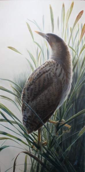 Kaulushaikara, Great bittern